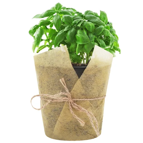Базилік у горщику