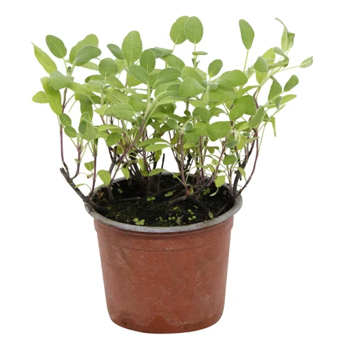 Шавлія Мельник Сад у горщику 100г