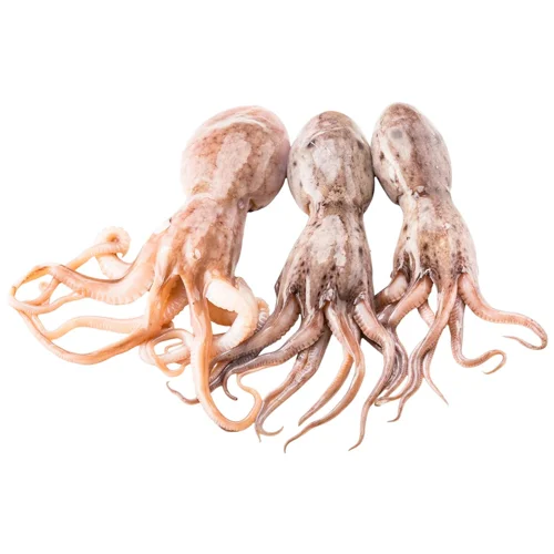 Восьминіг рогатий