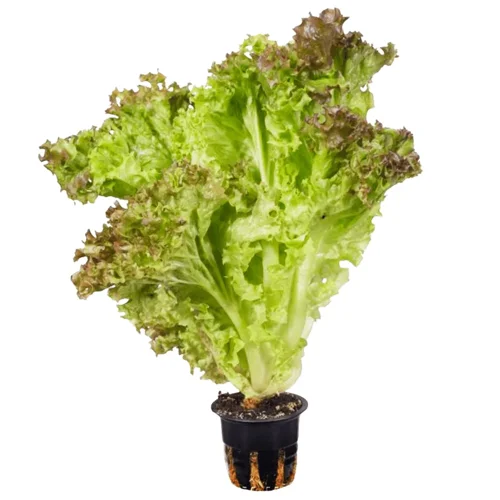 Салат Гурман листовий в горщику, шт