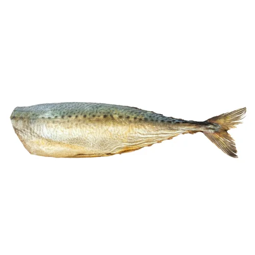 Скумбрія блакитна провісна