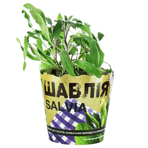 Шавлія в горщику