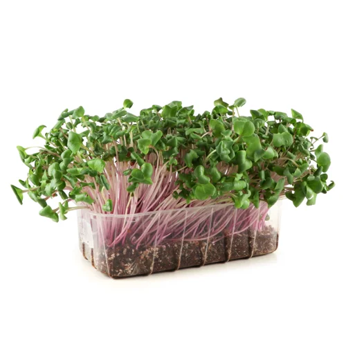 Мікрозелень Редис Рожевий, в/ґ, 1шт