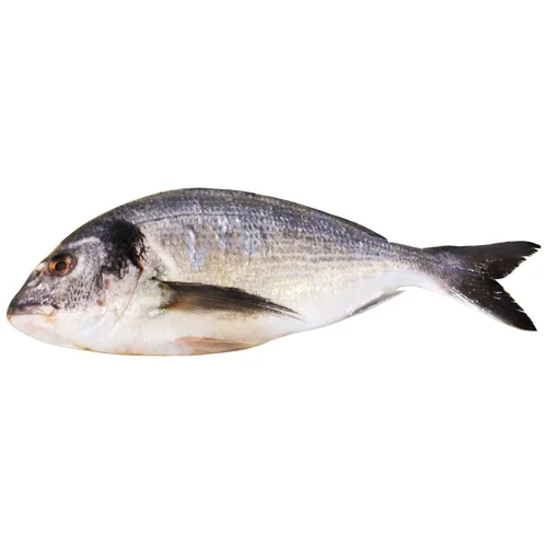 Дорадо патрана охолоджена