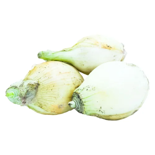 Цибуля молода