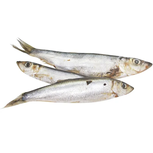 Кілька Балтійська