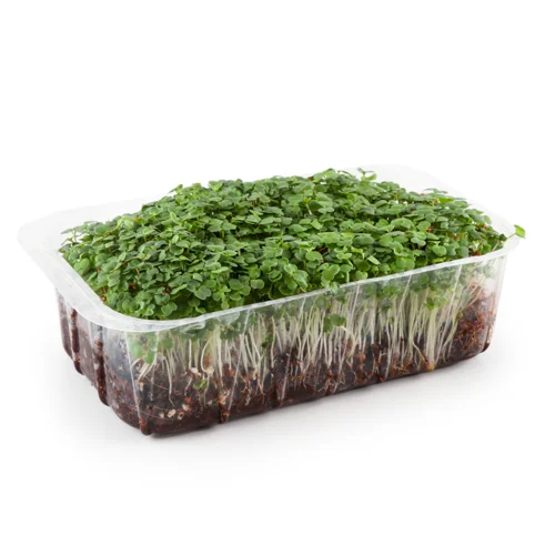 Рукола Мікрозелень, вищого ґатунку, м/у 1шт