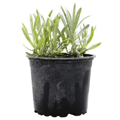 Лаванда Фермове у горщику 200г