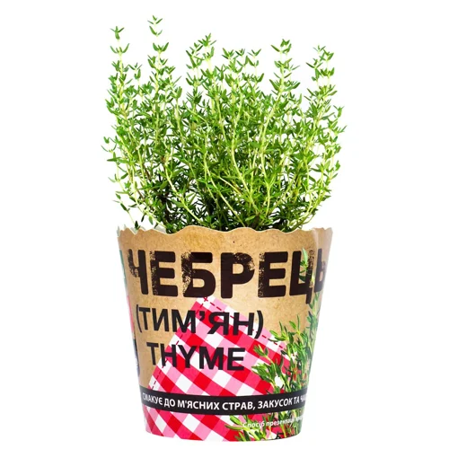 Чебрець у горщику 200г