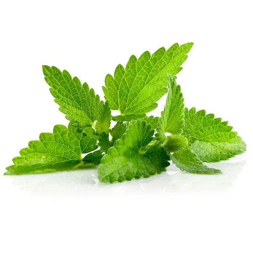 М'ята вагова