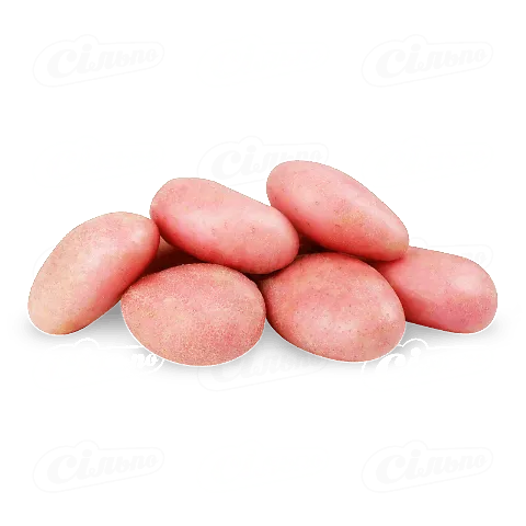 Картопля рожева рання мита, 1 кг