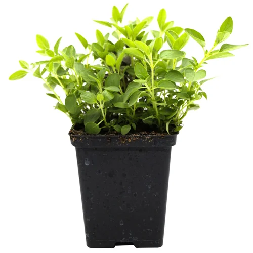 Орегано Фермове у горщику 200г