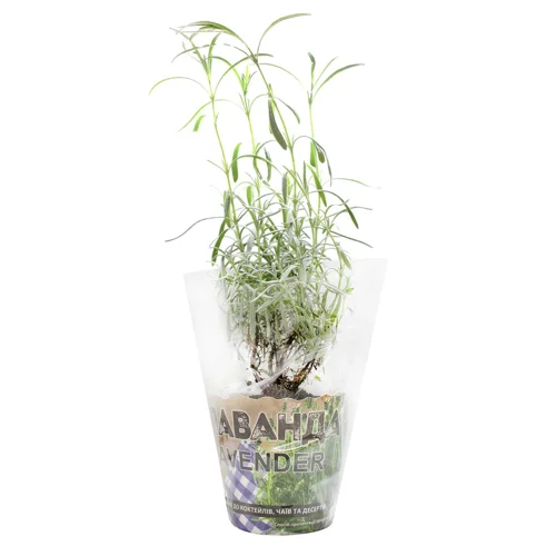 Лаванда у горщику