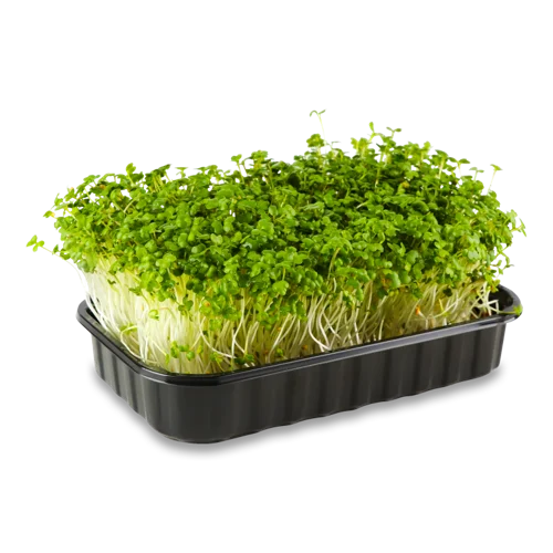 Мікрозелень Гірчиця, вищого ґатунку, 50г