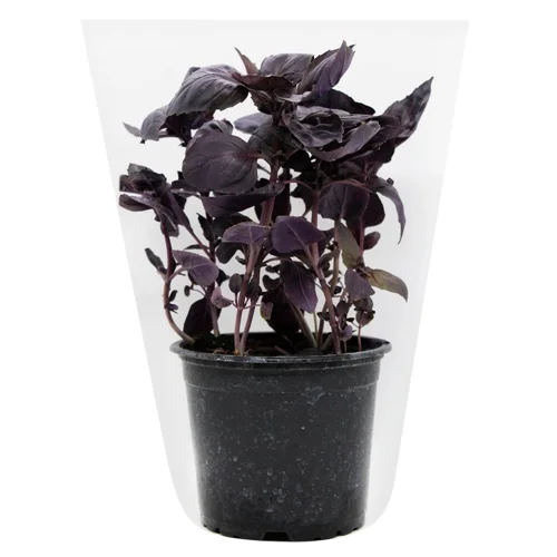 Базилік Мельник Сад фіолетовий в горщику