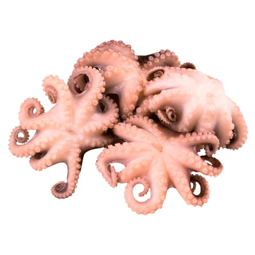 Восьминоги бебі розморожені