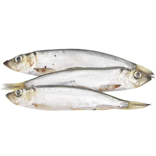 Салака Балтійська