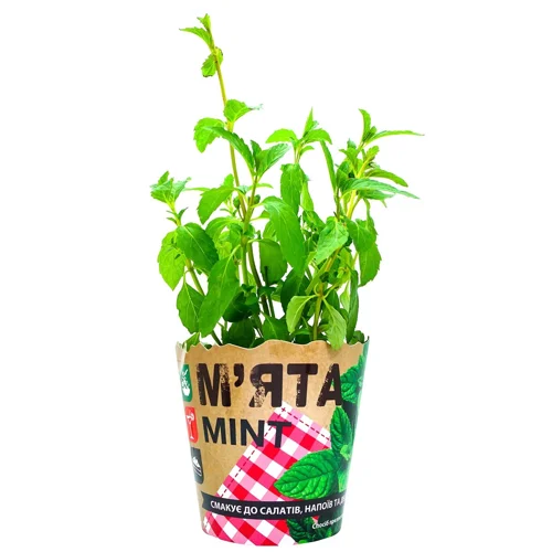 М'ята у горщику 200г
