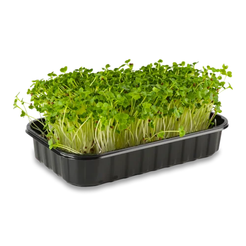 Мікрозелень Броколі, вищого ґатунку, 45 г