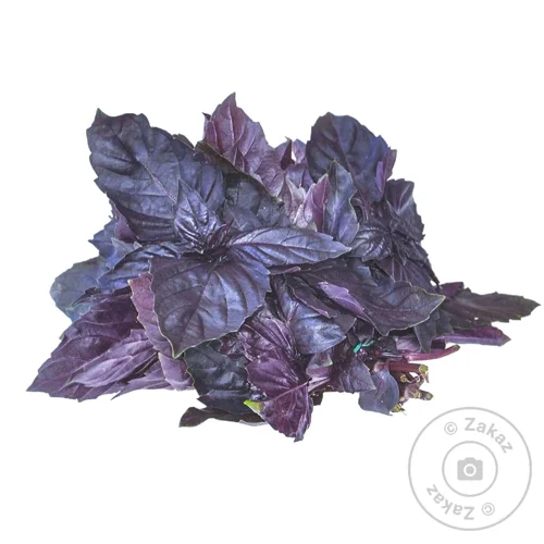 Базилік червоний