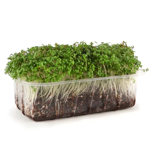 Крес-Салат Мікрозелень Ігуана, м/у 1шт