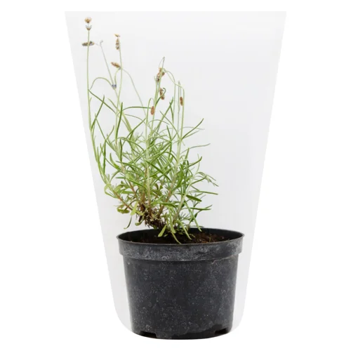 Лаванда Мельник Сад в горщику