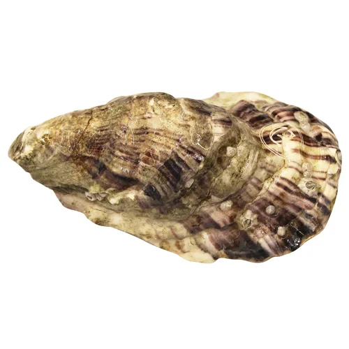 Устриця Жилярдо №2