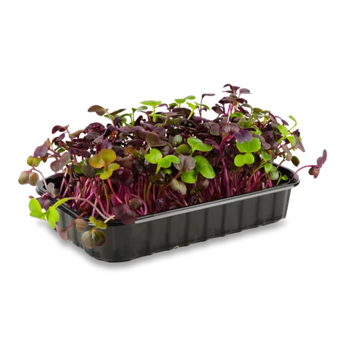 Мікрозелень Редис Фіолетовий, в/ґ, 40г