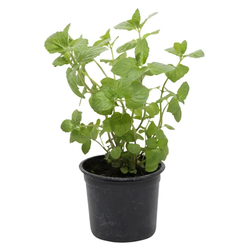 М'ята Мельник Сад у горщику