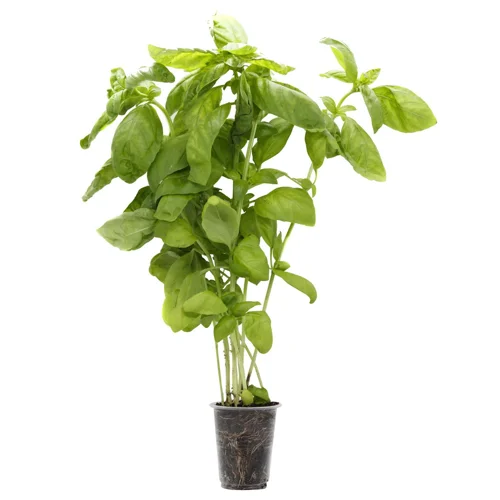 Базилік зелений у горщику 60г