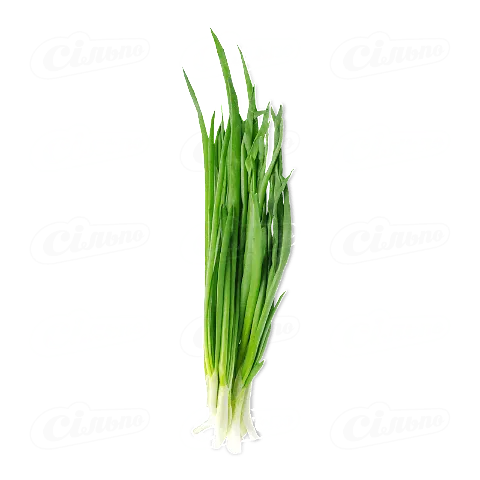 Цибуля Зелена Країна зелена пучок, 70г