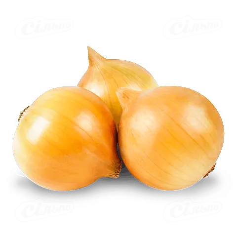 Цибуля ріпчаста жовта, кг