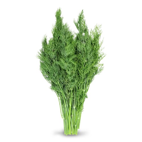 Зелень Укроп Вищого Ґатунку, Пучок
