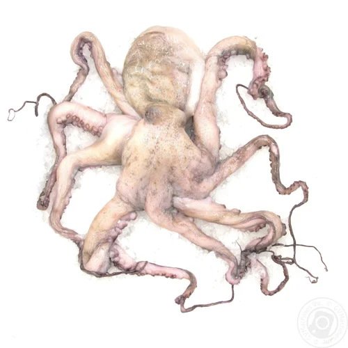 Восьминіг 1000/2000