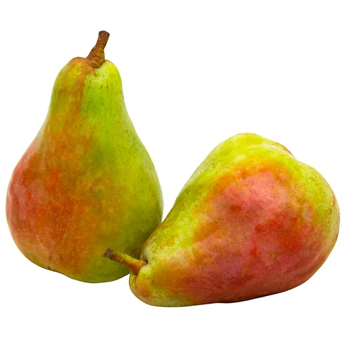 Груша перший сорт