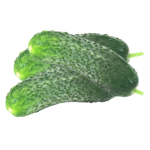 Огірок колючий