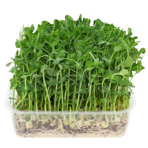 Мікрозелень горошку Ігуана