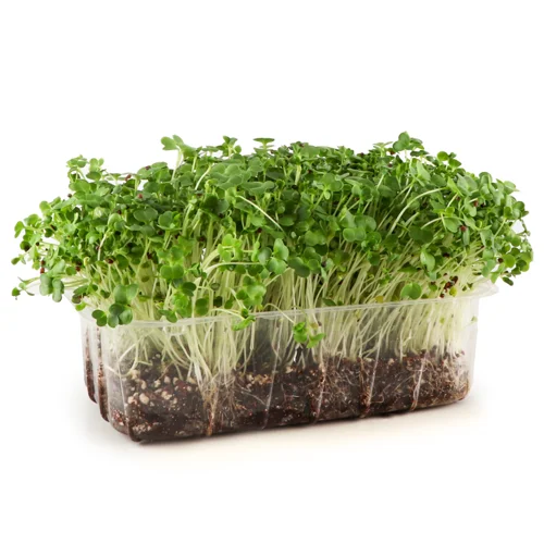 Мікрозелень Броколі, Ігуана, в/ґ, 1шт
