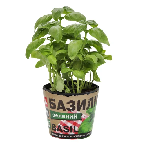 Базилік зелений, шт